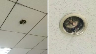 1665543849 empleados de oficina descubren que un astuto gato de vigilancia