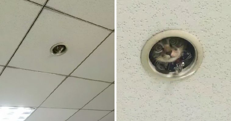 Empleados de oficina descubren que un astuto "gato de vigilancia" los ha estado espiando 1 1665543849 empleados de oficina descubren que un astuto gato de vigilancia