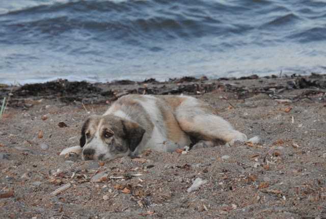 1665716144 278 un perro callejero que persigue a una mujer en la