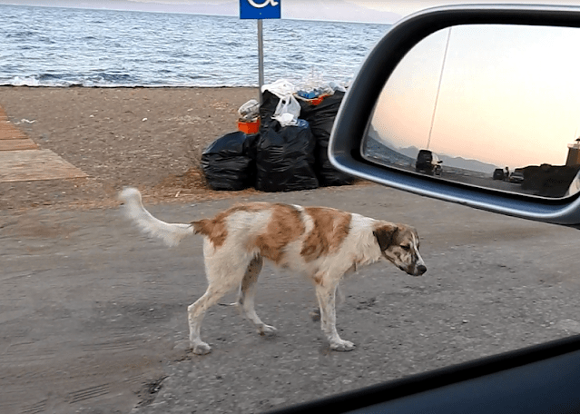 1665716145 36 un perro callejero que persigue a una mujer en la