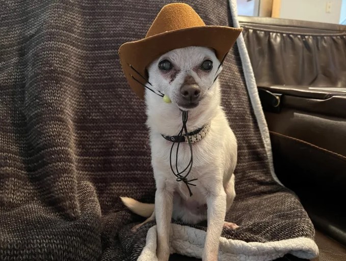 1665801876 TobyKeith el chihuahua esta de vuelta en su trono como