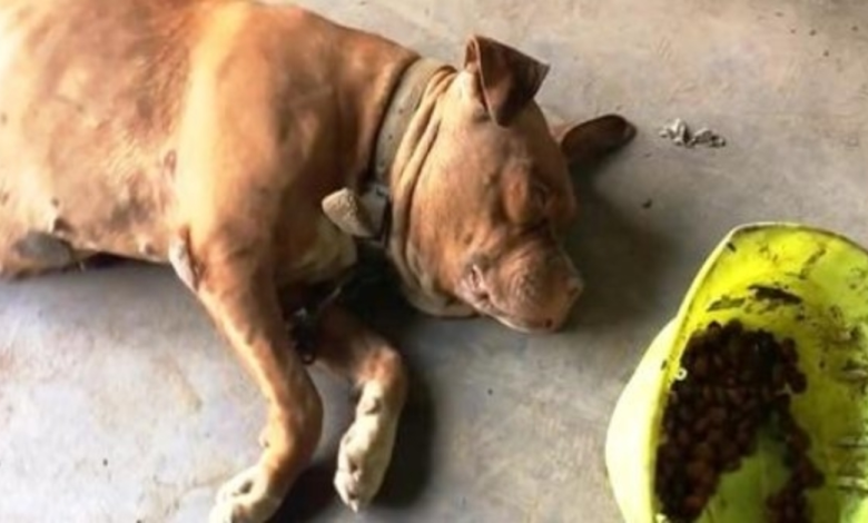 Perro encadenado en el mismo lugar desde hace 8 años ve acercarse a una mujer y levanta la cabeza 1 1665802607 perro encadenado en el mismo lugar desde hace 8 anos