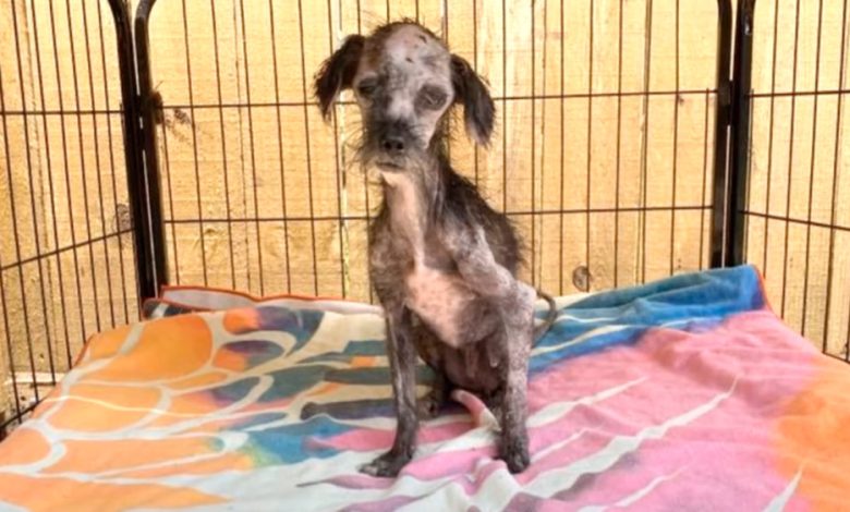 Missy fue encontrada viva en la basura y ahora se ve mejor que nunca 1 1666062584 missy fue encontrada viva en la basura y ahora se