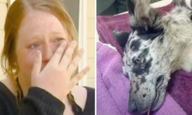 Veterinario descubre causa preocupante de convulsiones repentinas de cachorro de 9 meses 1 1666321427 veterinario descubre causa preocupante de convulsiones repentinas de cachorro de