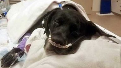 1666494396 madre perra abandonada en refugio durante el parto pierde los