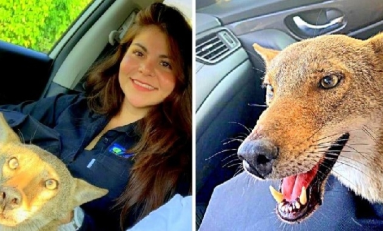 Mujer salva a 'perro herido' y se asusta cuando el veterinario dice que ni siquiera es un perro 1 1666667318 mujer salva a perro herido y se asusta cuando el