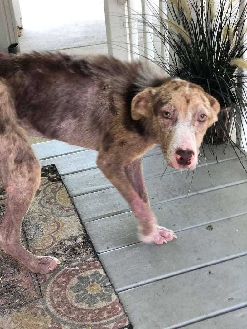 1666840275 384 el pobre perro callejero aparece en el porche de la