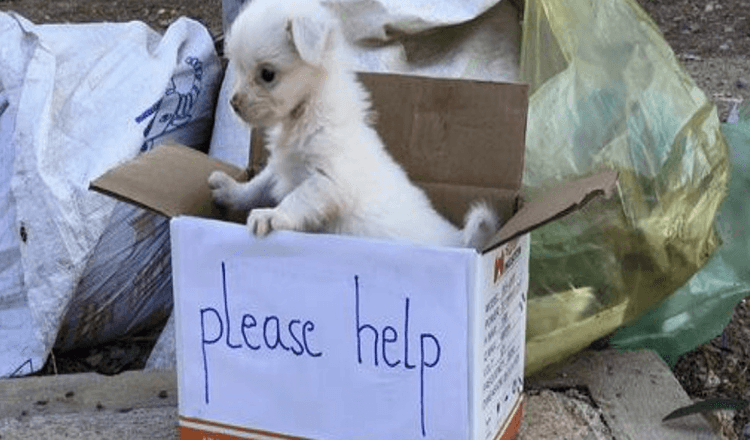 1666926764 triste perrito esperando en la calle a que alguien lo