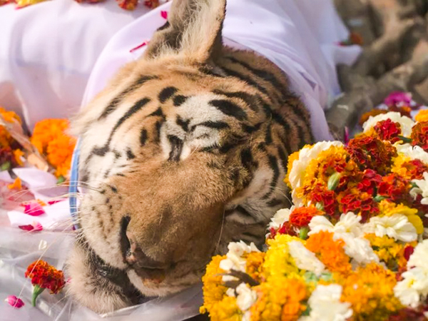 1667186973 943 lindo funeral para la legendaria super mama tigre