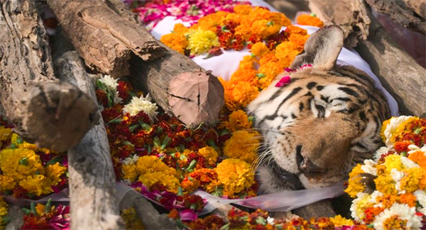 1667186973 lindo funeral para la legendaria super mama tigre
