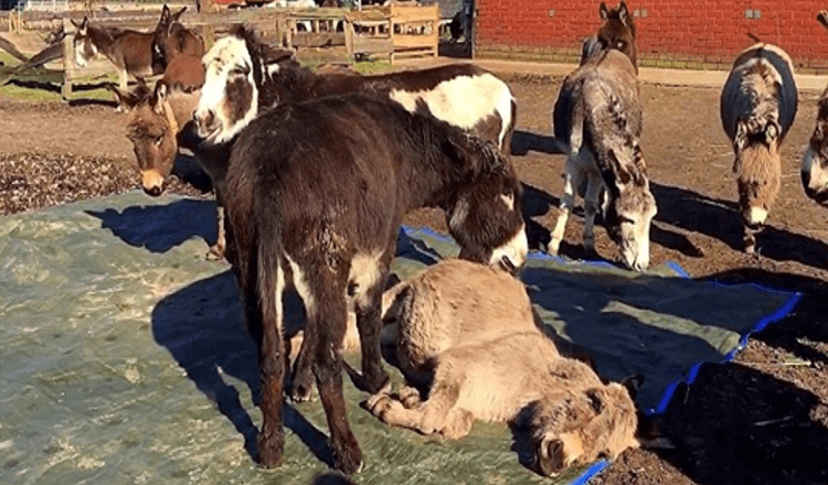 Burro ve a su amigo muerto y grita fuerte, rogándole que despierte 1 Burro ve a su amigo muerto y grita fuerte rogandole