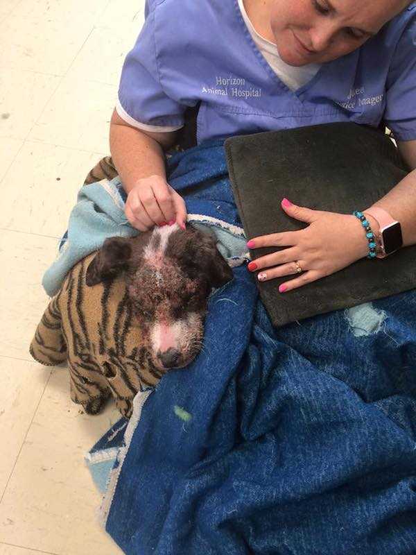 Cachorro adicto a la metanfetamina rescatado de una zanja se
