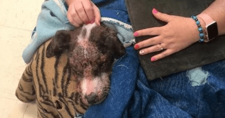 Cachorro adicto a la metanfetamina rescatado de una zanja se