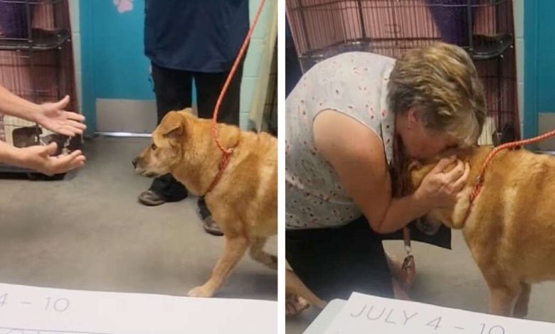 Emotivo momento en el que el perro perdido se reencuentra con su dueño 1 Emotivo momento en el que el perro perdido se reencuentra