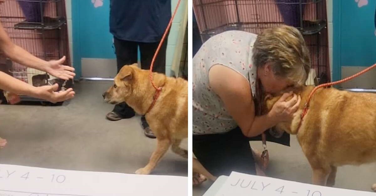 Emotivo momento en el que el perro perdido se reencuentra con su dueño 1 Emotivo momento en el que el perro perdido se reencuentra