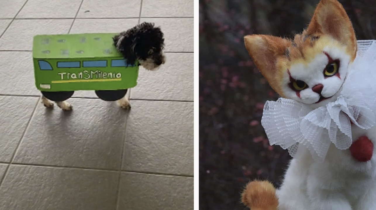 Fotos de mascotas disfrazadas que te alegrarán el día. 1 Fotos de mascotas disfrazadas que te alegraran el dia