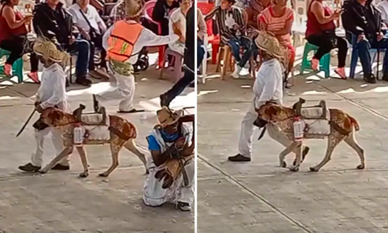 Little necesitaba un caballo para su presentación escolar, así que vistió a su cachorro 1 Little necesitaba un caballo para su presentacion escolar asi que