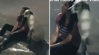 Momento en que un cachorro acompana a una mujer triste