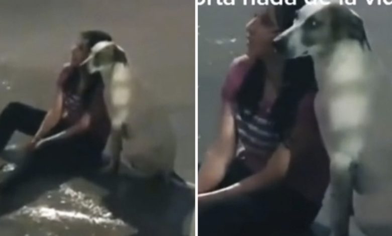 Momento en que un cachorro acompaña a una mujer triste bajo la lluvia 1 Momento en que un cachorro acompana a una mujer triste
