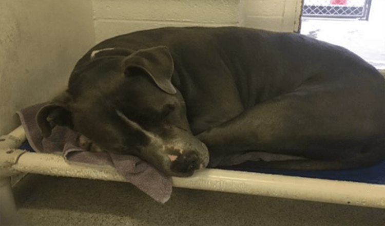 Perro angustiado después de que su familia lo deja en High Kill Shelter, pero luego su nuevo mejor amigo lo adopta 1 Perro angustiado despues de que su familia lo deja en