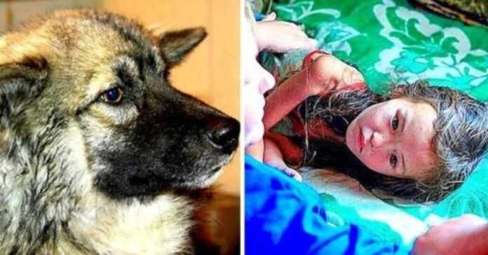 Perro fiel que sobrevivió durante 3 años y 12 días en la jungla siberiana