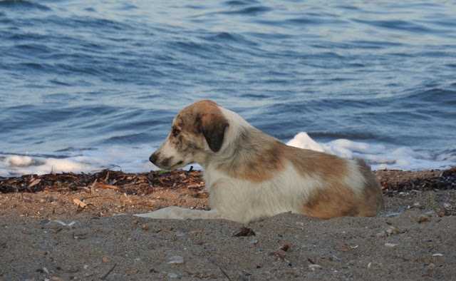 Un perro callejero que persigue a una mujer en la