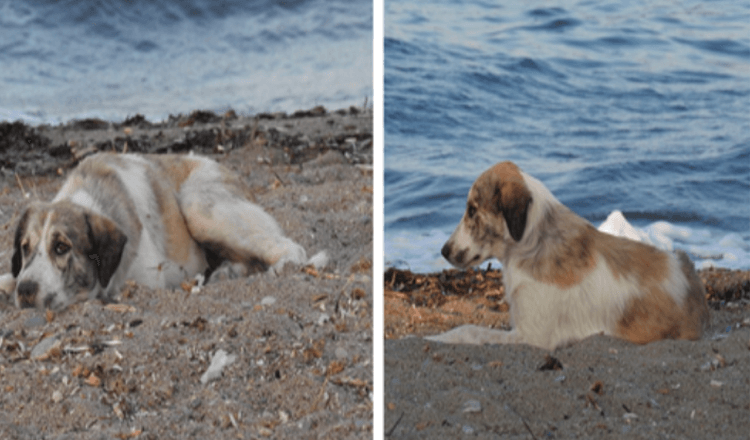 Un perro callejero que persigue a una mujer en la