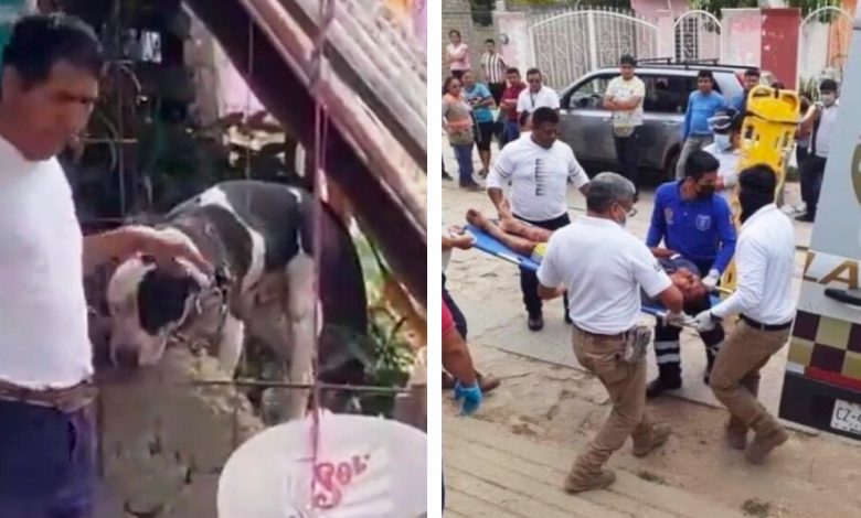 Un perro le arrancó el brazo a un ladrón que irrumpió en la casa de su dueño 1 Un perro le arranco el brazo a un ladron que
