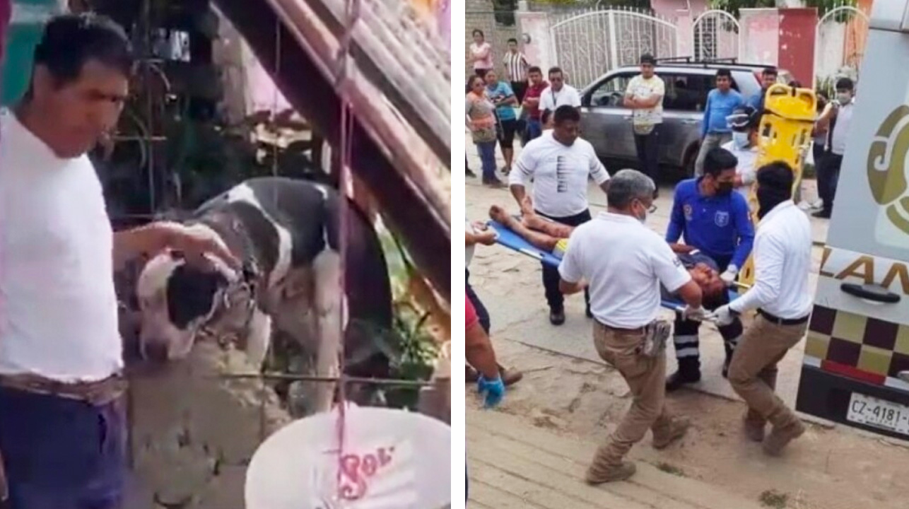 Un perro le arrancó el brazo a un ladrón que irrumpió en la casa de su dueño 1 Un perro le arranco el brazo a un ladron que