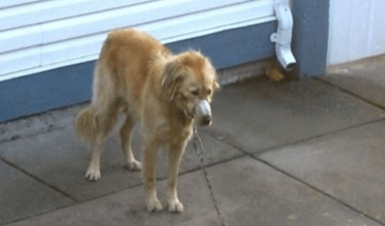 Una pareja mira mientras el golden retriever del vecino es descuidado hasta que ya no puede mirar más 1 Una pareja mira mientras el golden retriever del vecino es