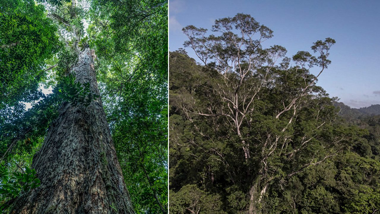 arbol gigante amazonas portada