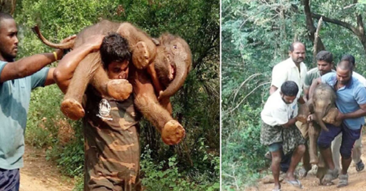 1667446366 Hombre rescato y cargo a un elefante bebe de 100
