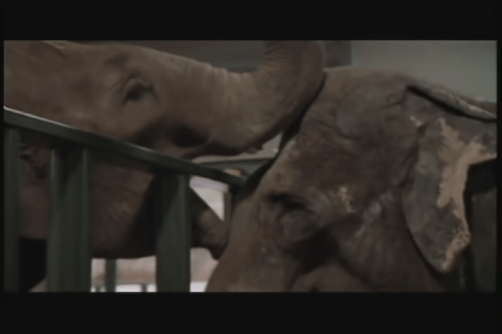 1667532199 704 guardian del zoologico libera a elefante despues de 22 anos