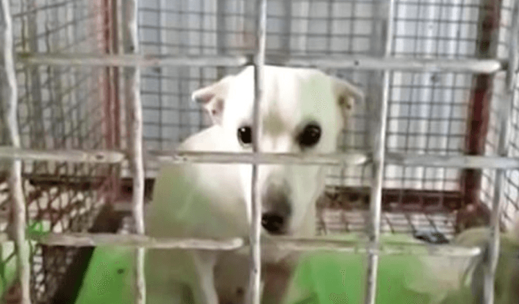 Mujer con perro atrapado en la lista de asesinatos, no tenía idea de que salvaría una docena de vidas 1 1667618651 mujer con perro atrapado en la lista de asesinatos no