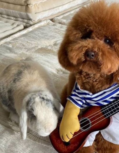 1667619293 432 las adorables mascotas de shakira que la acompanan en su