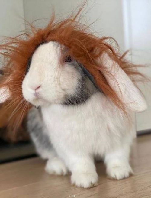 1667619293 598 las adorables mascotas de shakira que la acompanan en su