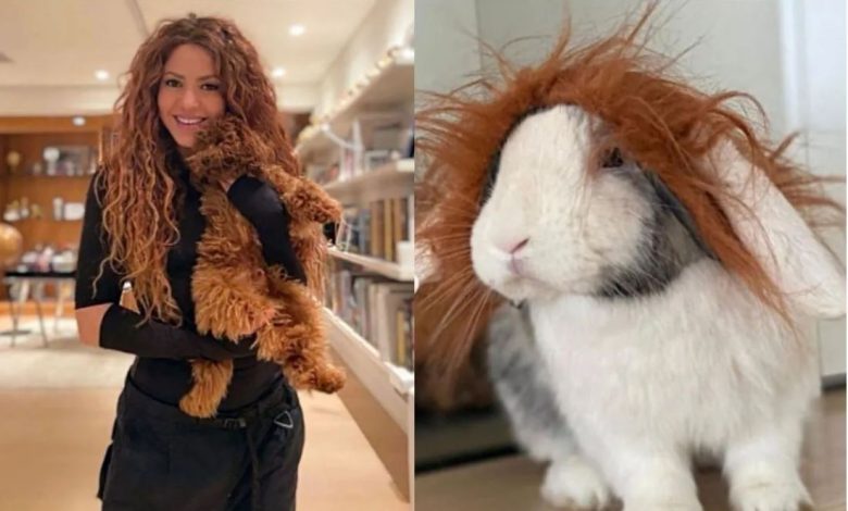 Las adorables mascotas de Shakira que la acompañan en su dolor 1 1667619294 las adorables mascotas de shakira que la acompanan en su