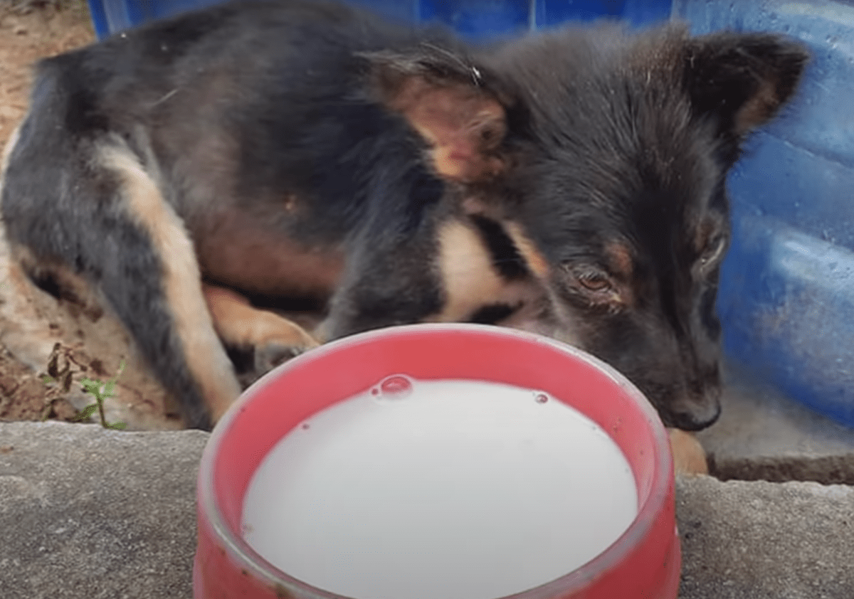 1667705163 508 el bebe se durmio en la acera cuidando a la