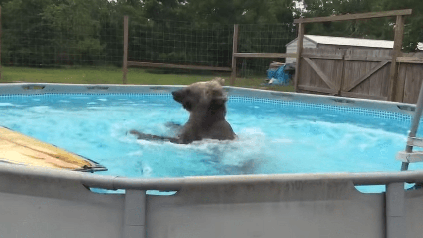 1667964587 726 el vientre del oso grizzly cae directamente a la piscina