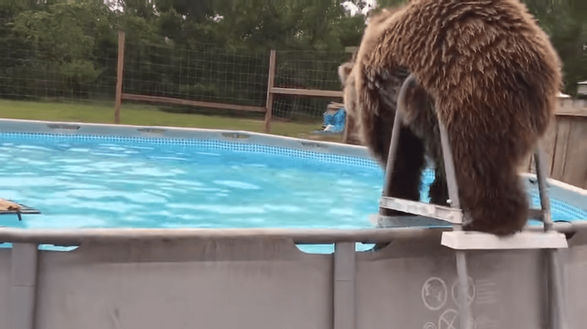 1667964588 863 el vientre del oso grizzly cae directamente a la piscina