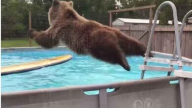 1667964589 el vientre del oso grizzly cae directamente a la piscina