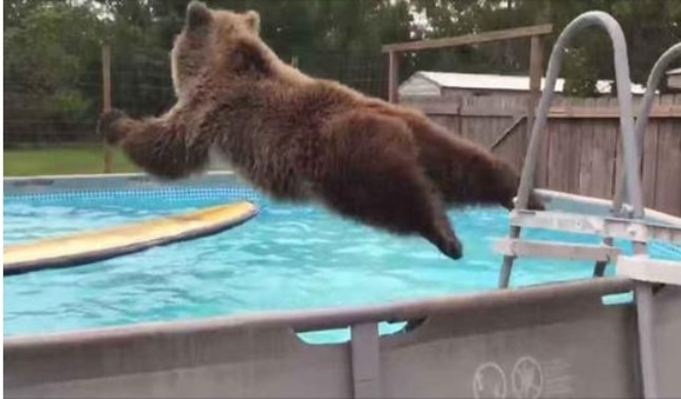 1667964589 el vientre del oso grizzly cae directamente a la piscina
