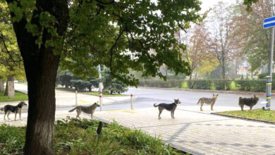 1668052121 los perros forman una linea perfecta y esperan ayuda