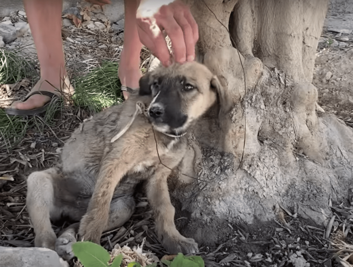 1668137566 827 cachorro confundido golpeado por pequenas balas y atado con alambre