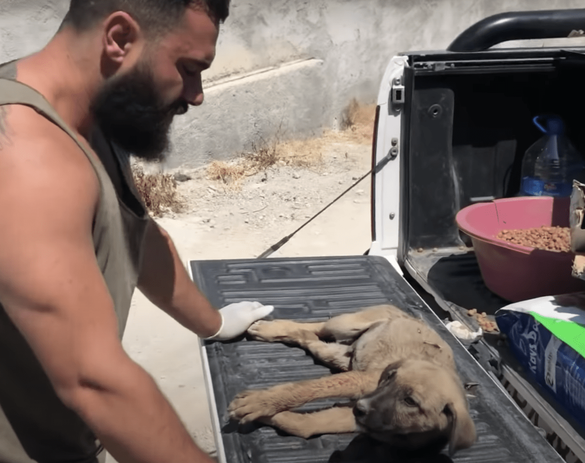 1668137567 543 cachorro confundido golpeado por pequenas balas y atado con alambre