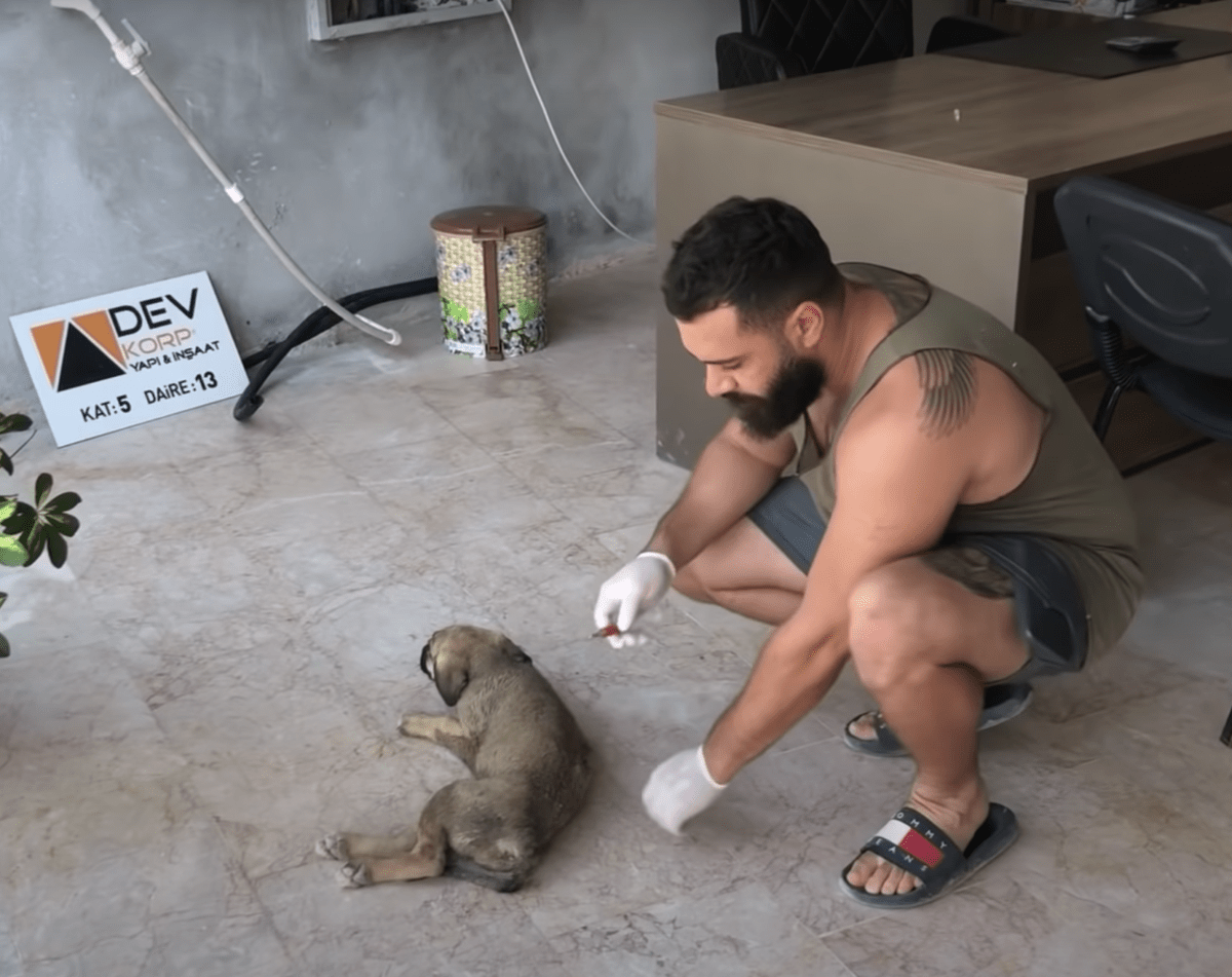 1668137569 881 cachorro confundido golpeado por pequenas balas y atado con alambre