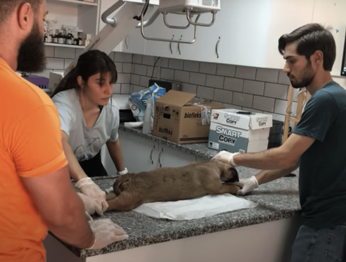 1668137570 986 cachorro confundido golpeado por pequenas balas y atado con alambre