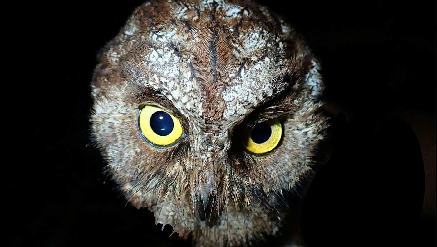 1668225068 Una nueva especie de buho ha sido descubierta en una