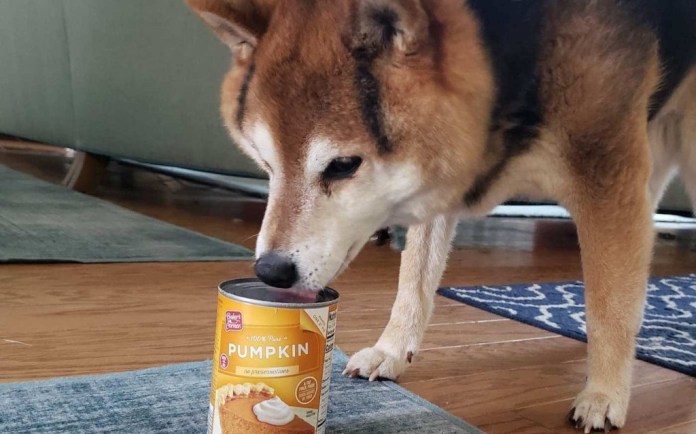 1668311534 386 comer calabazas enlatadas ayudo a salvar a su perro en