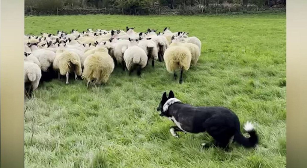 1668398171 308 el pastor aleman sigue pastoreando animales como un jefe a